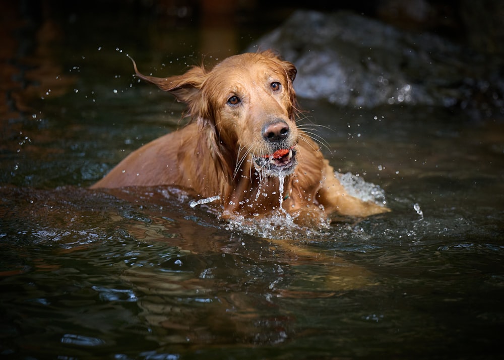 a dog in the water