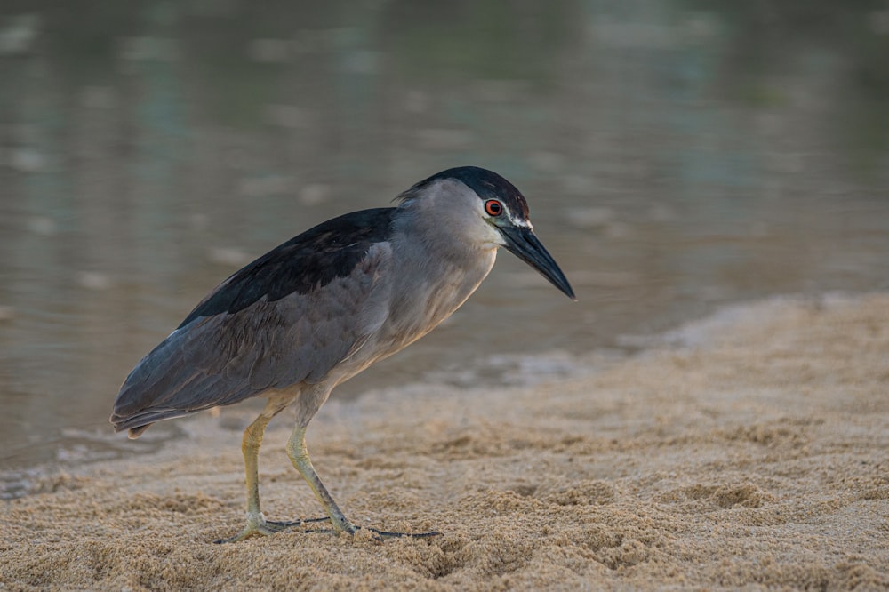 a bird standing on the ground