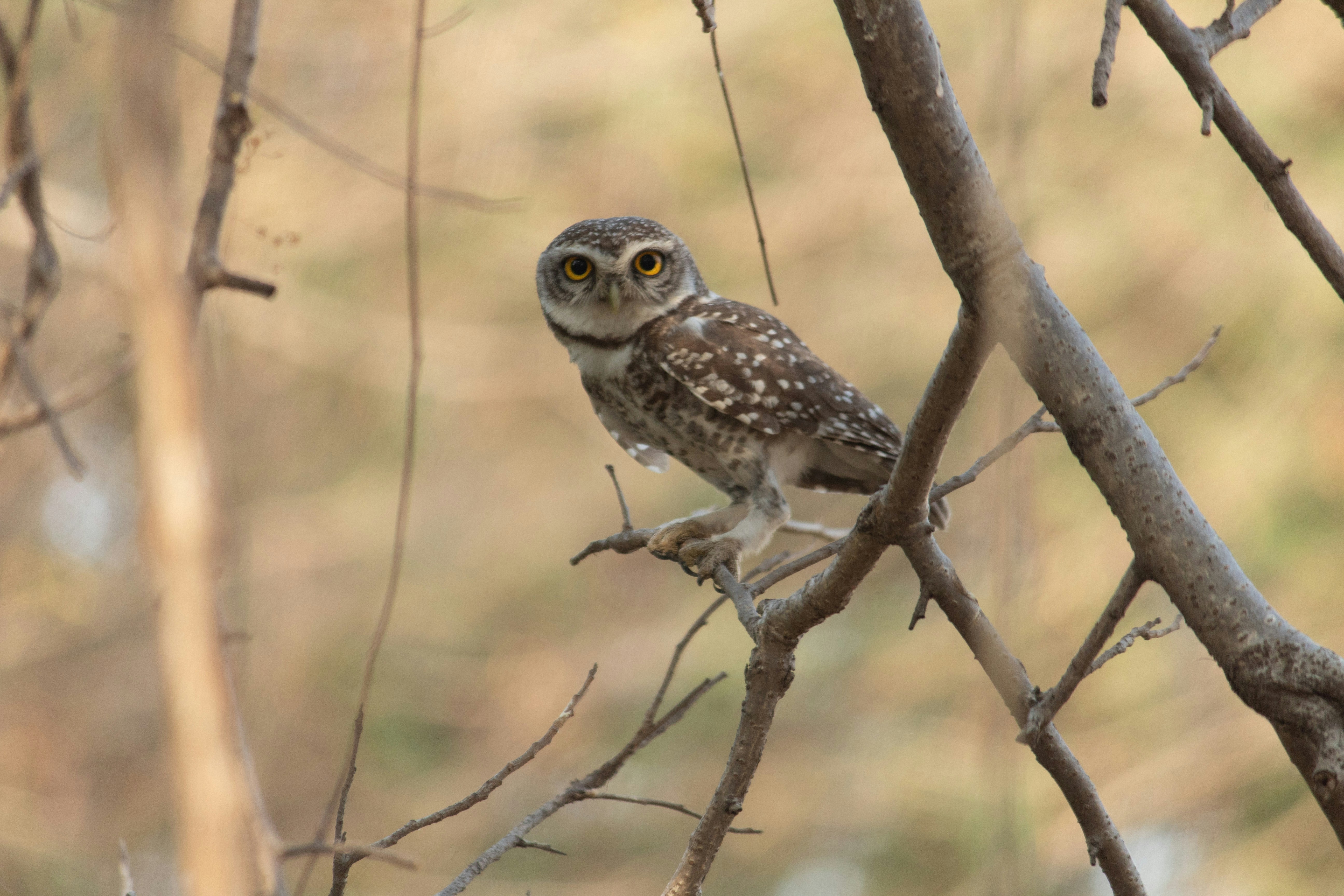 Photo by priyanshh32