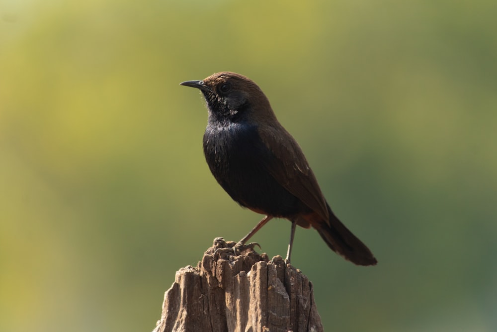 a bird standing on a stump