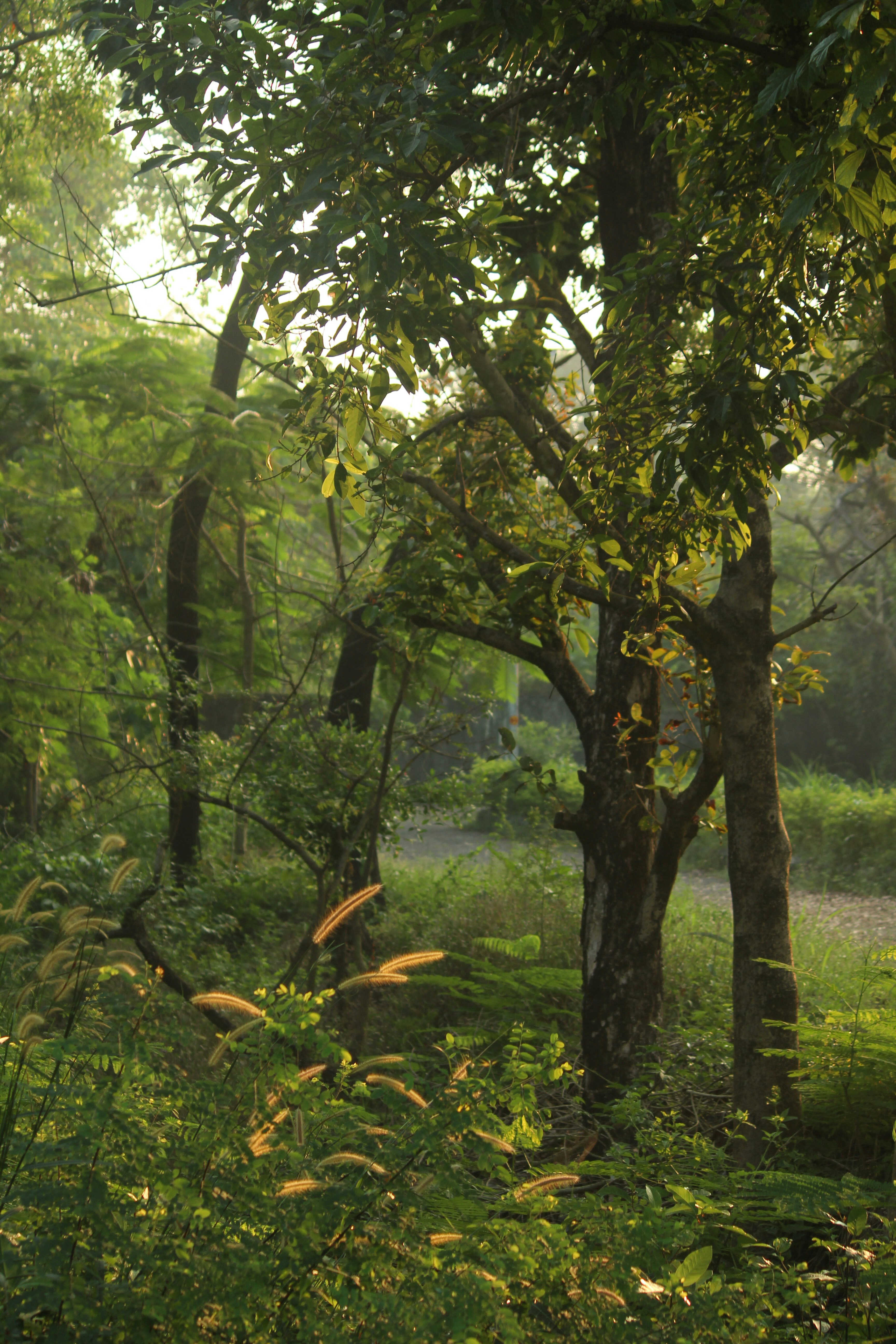 Spectacular views of Ratargul's lush greenery and diverse wildlife