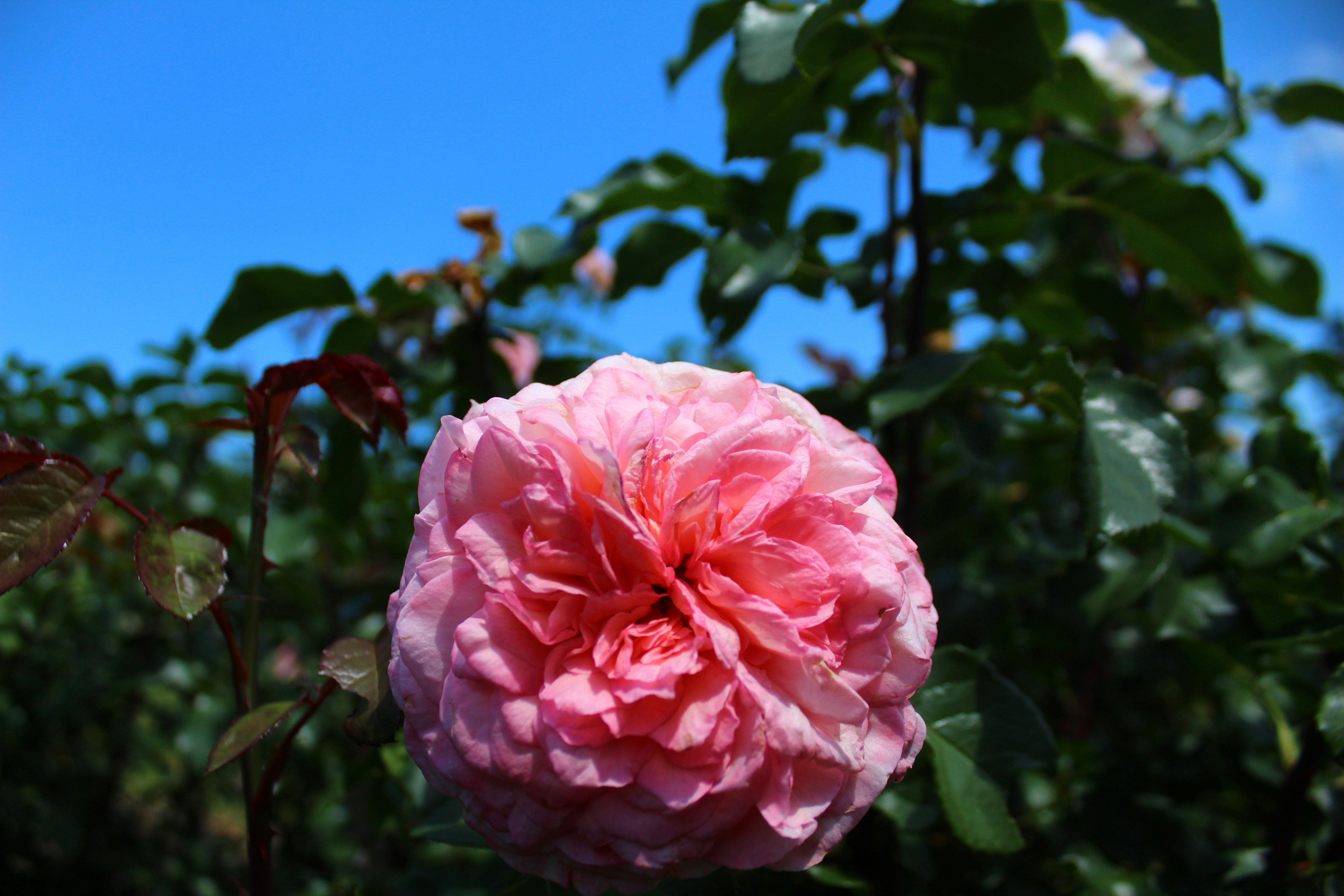 Photo by aidanschoenephotography