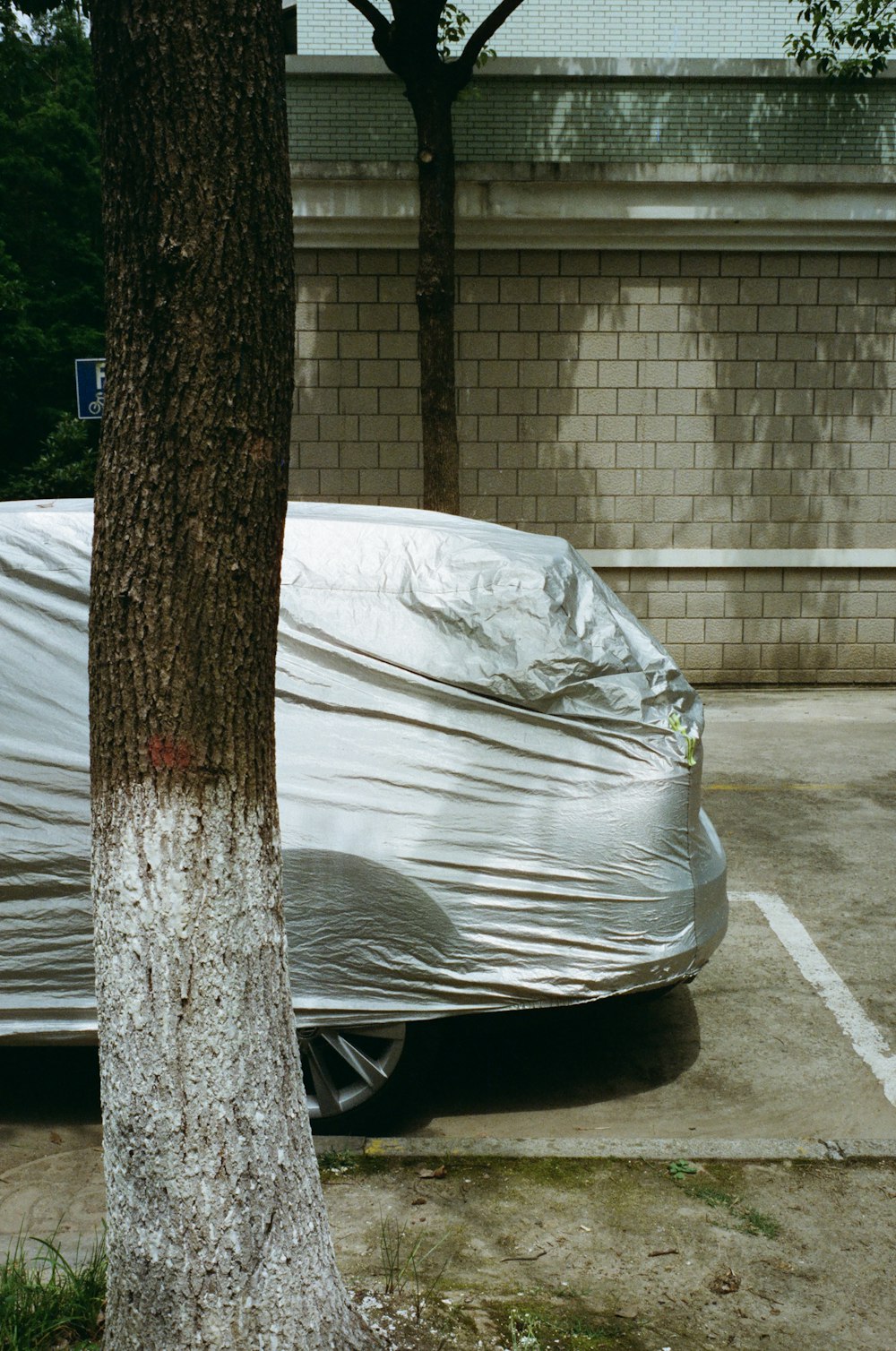 a tree with a tarp on it