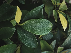 Pure Moringa Powder
