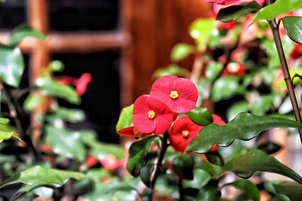 a close up of a flower