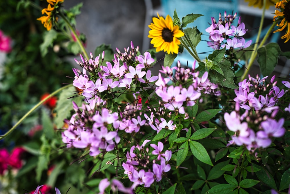 a group of flowers