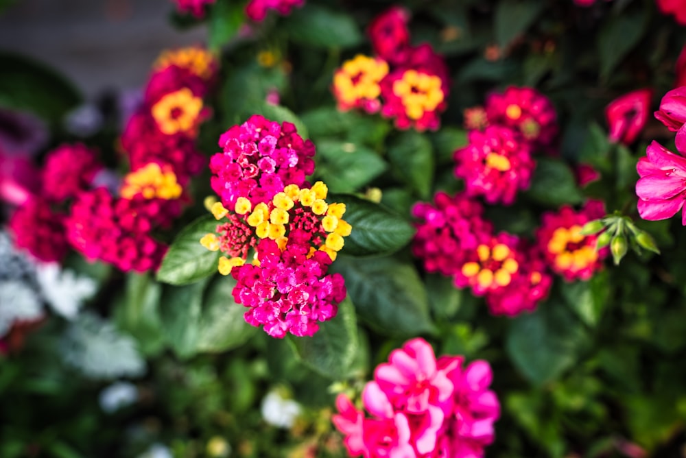 a group of colorful flowers