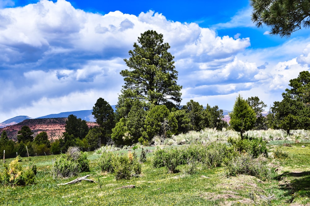 a field of green plants and trees