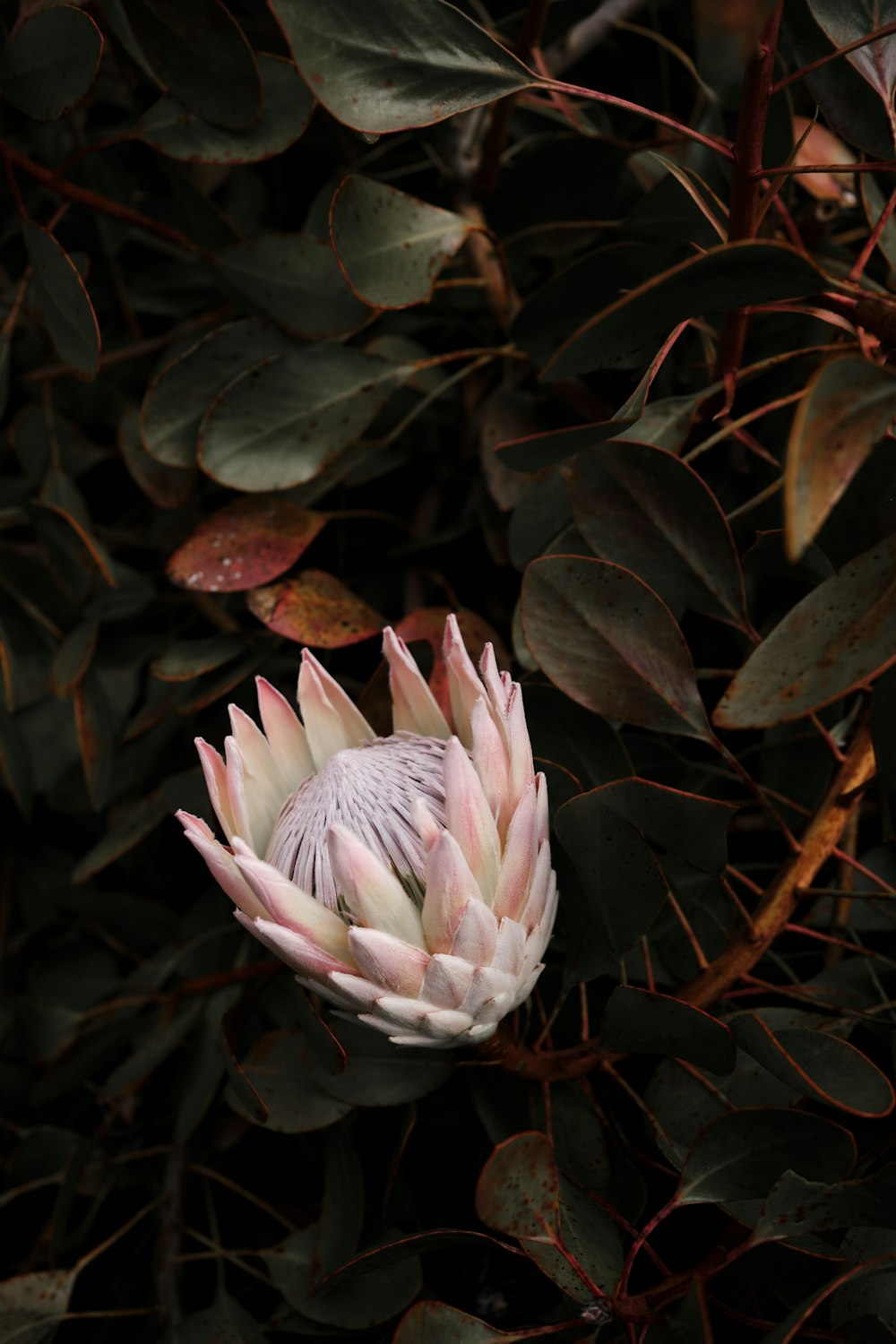 a pink flower on a bush