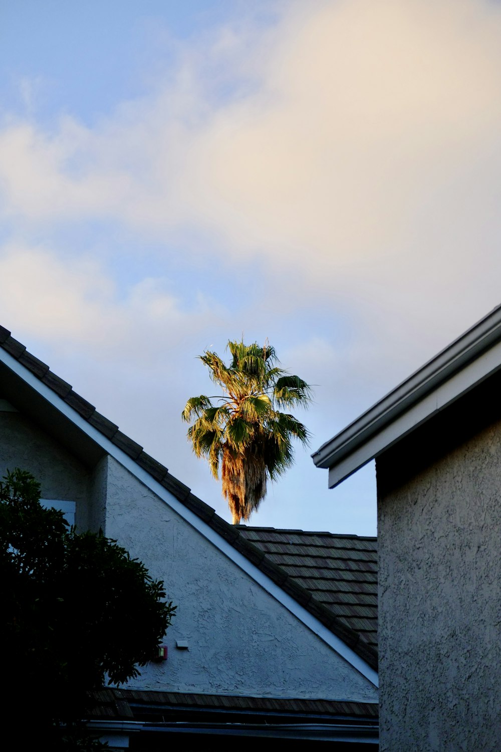 a palm tree on a roof