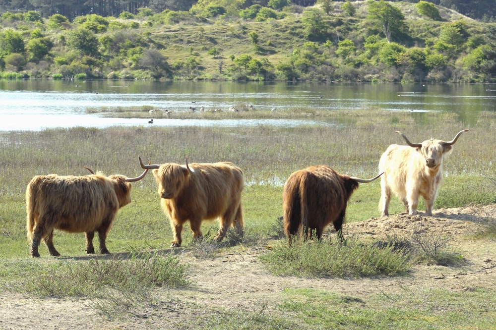 a group of animals stand near a body of water