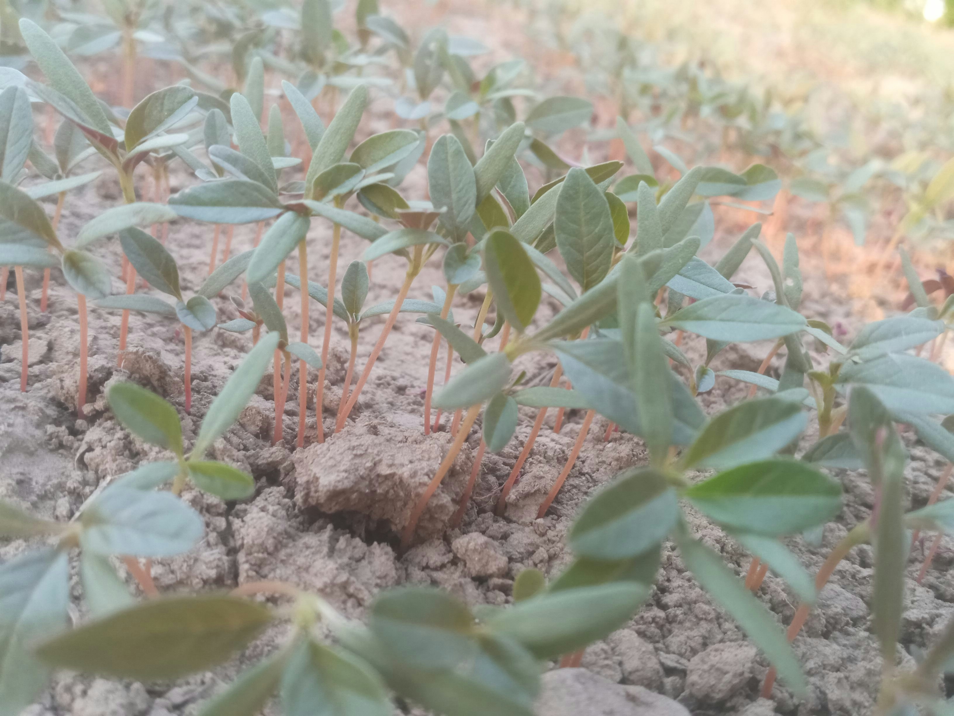 De perfecte plantplug