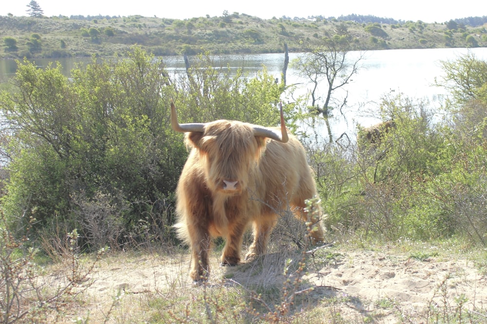 a yak walking on a dirt path near a body of water