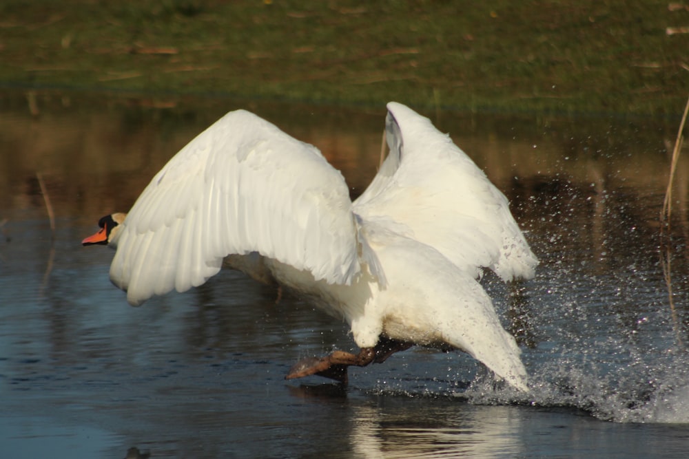 a white bird with a black beak standing in water