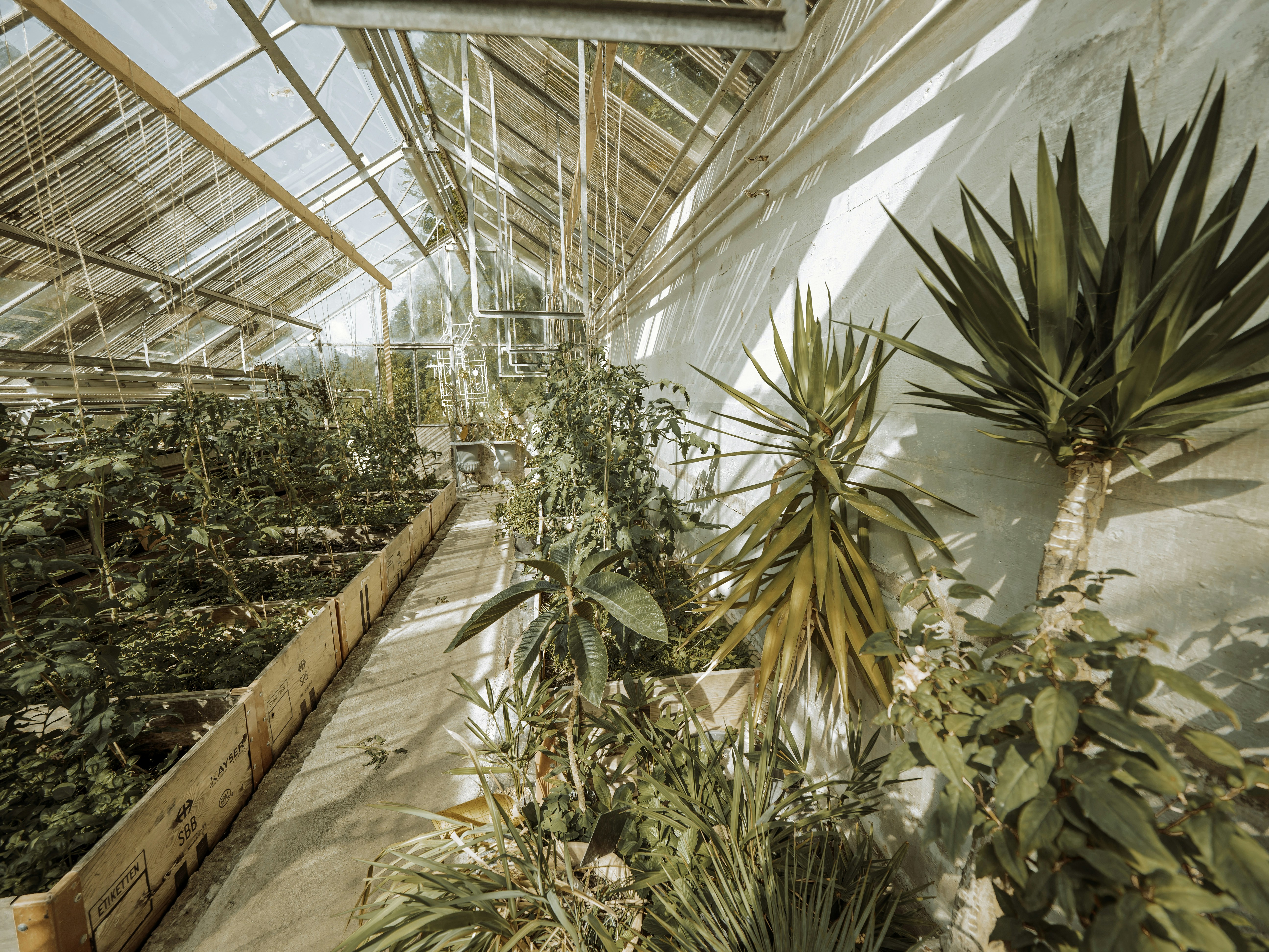 The lush collection of garden vegetable plants or exotic house plants are grown under the glass ceiling of an old Victorian greenhouse.