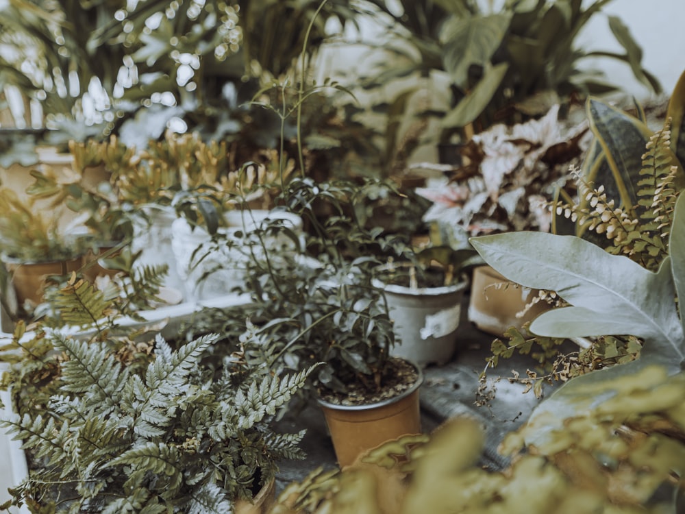 a group of potted plants