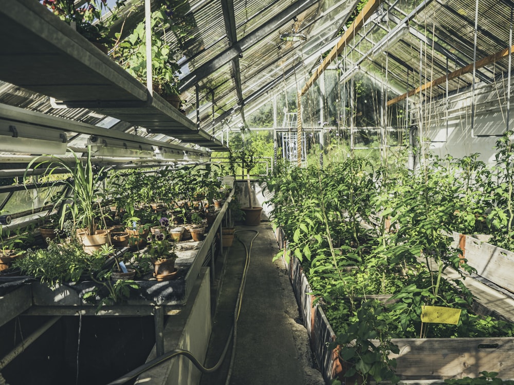 a greenhouse with many plants