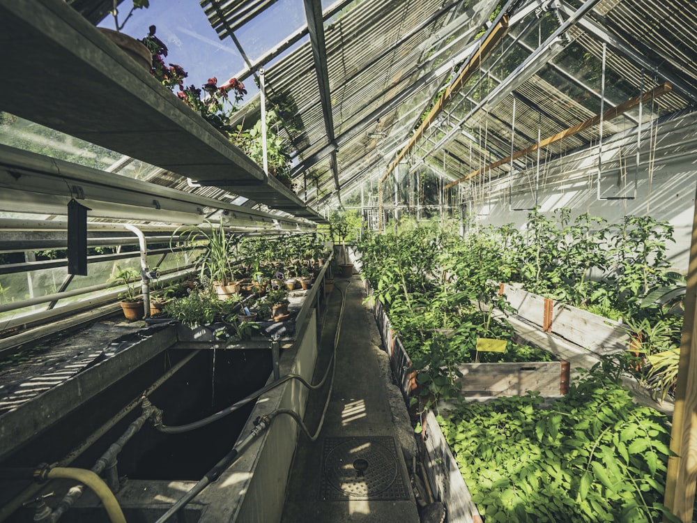 a greenhouse with plants