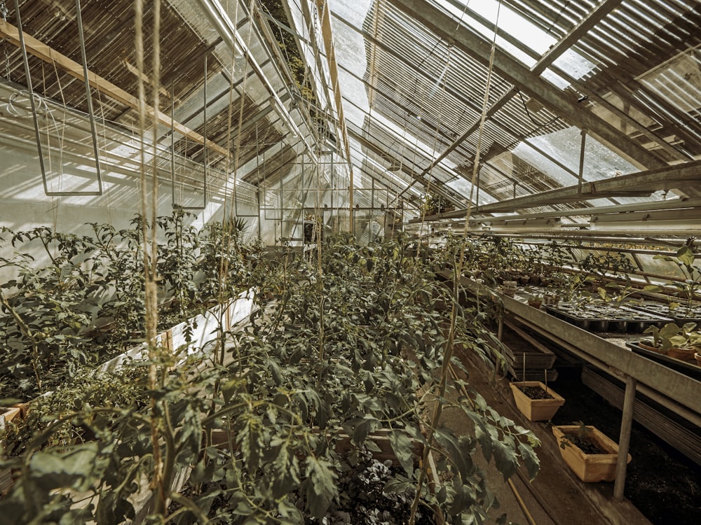 a greenhouse with many plants
