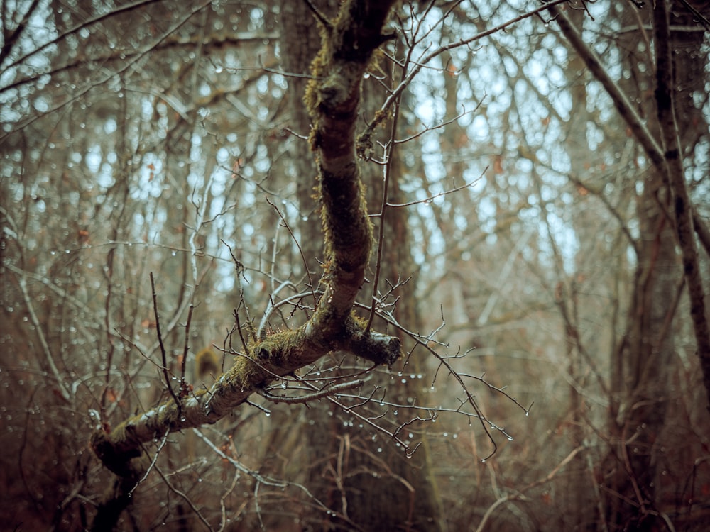 a tree with many branches