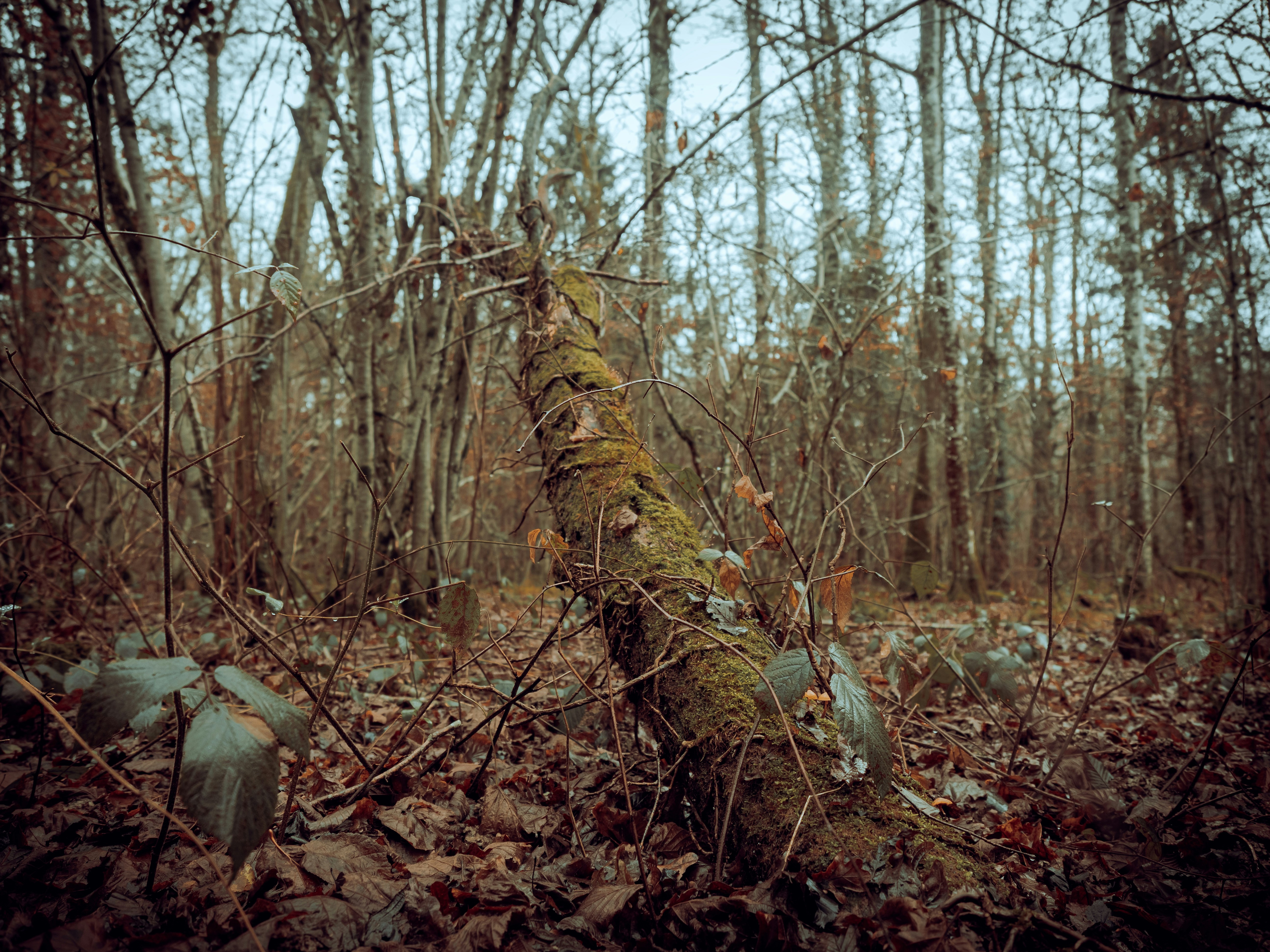 a forest with trees 풍경 사진
