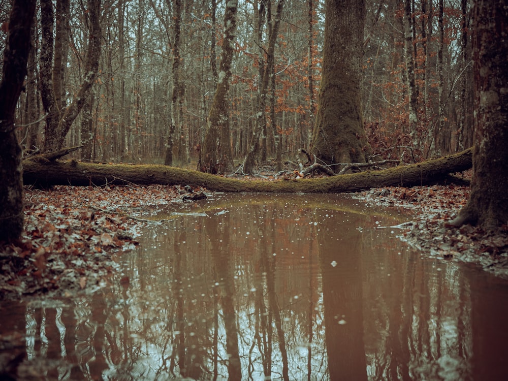 a body of water surrounded by trees