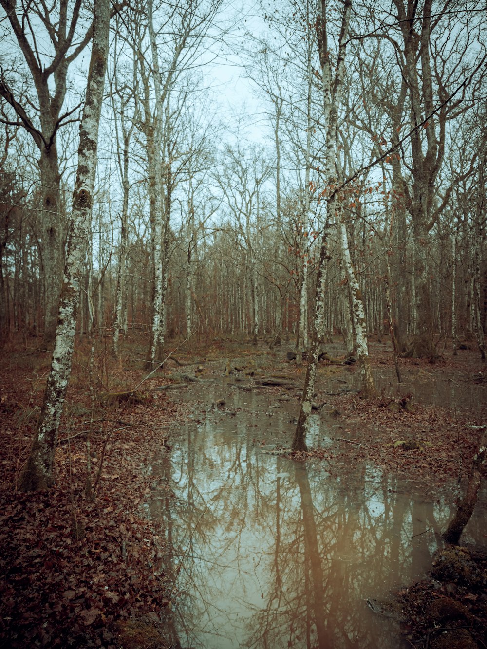 a small river in a forest