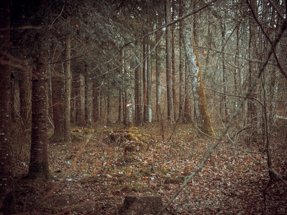 a path in a forest