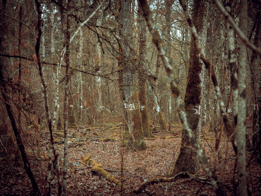 a forest with trees