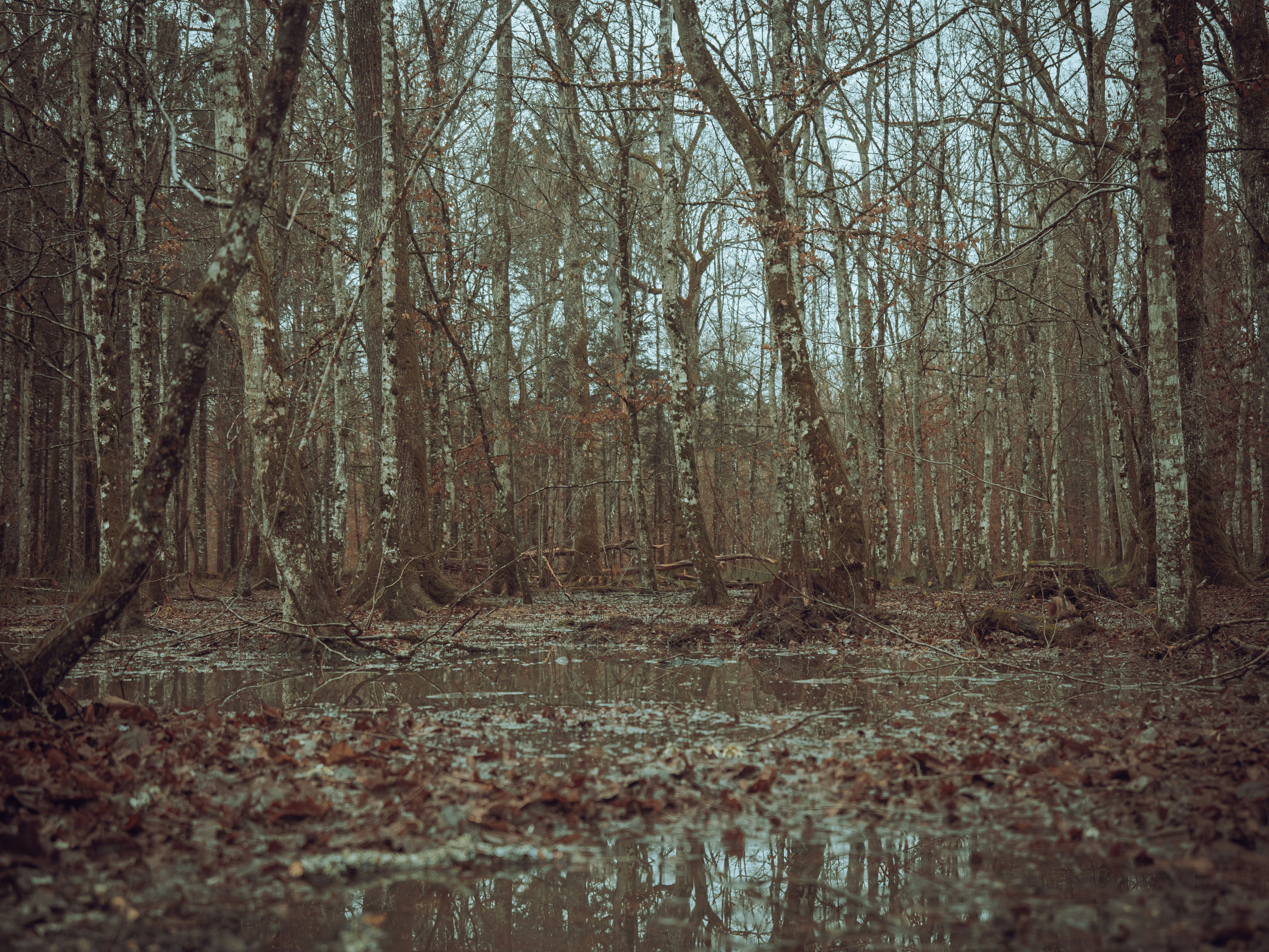 a small pond in a forest
