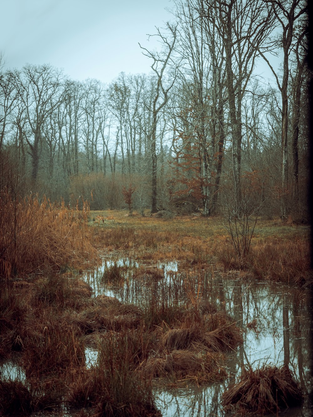 a swamp with trees and grass