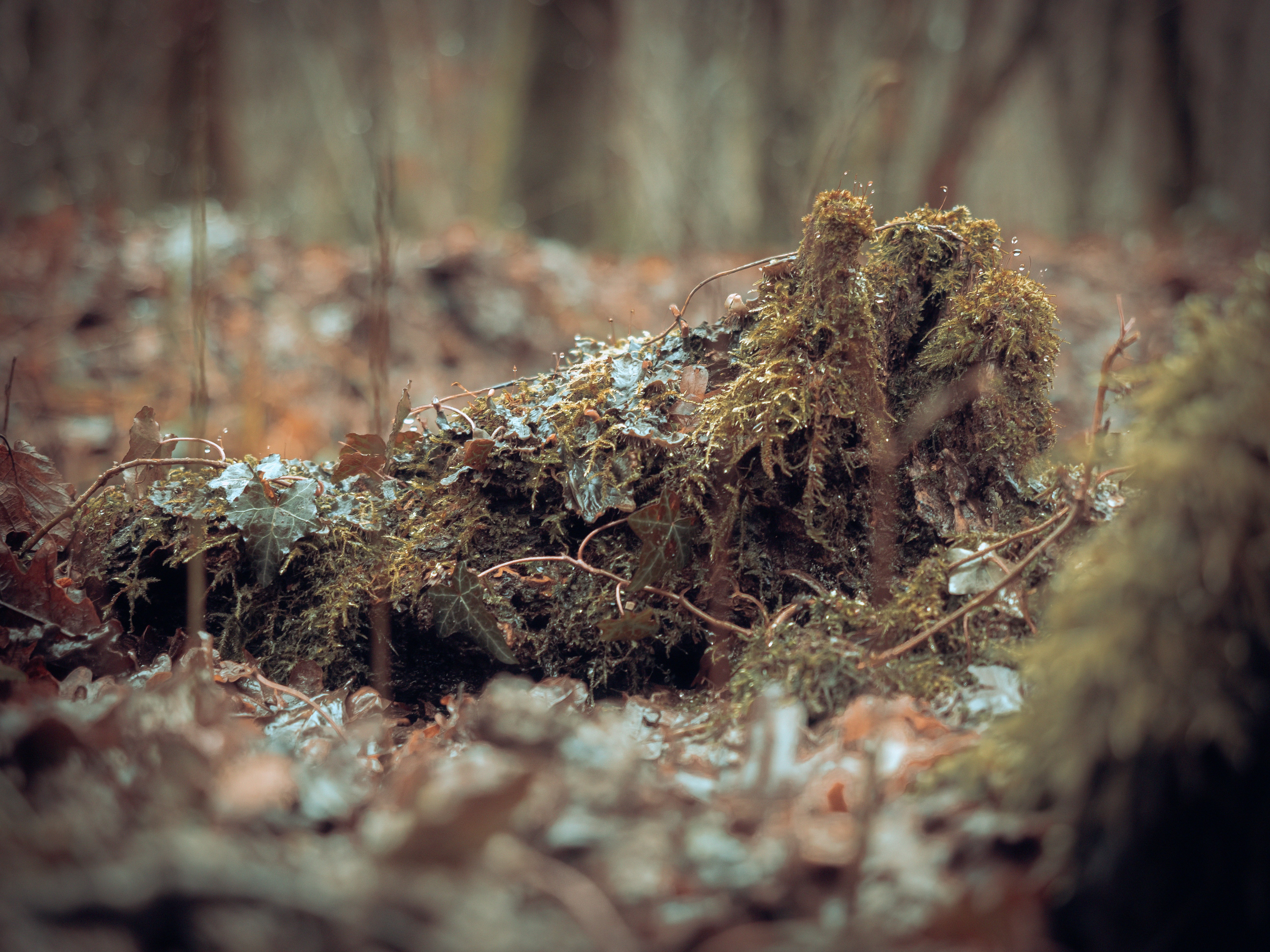 a close up of a tree stump 풍경 사진