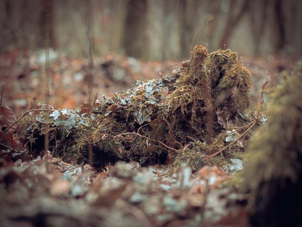 a close up of a tree stump