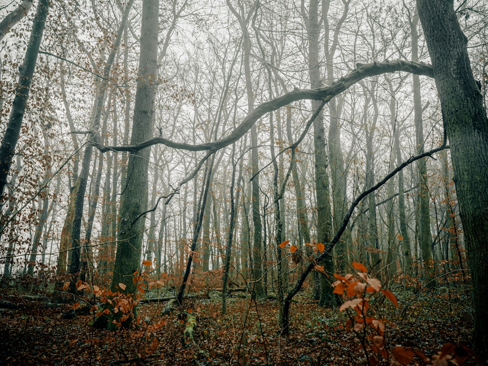 a forest with fog