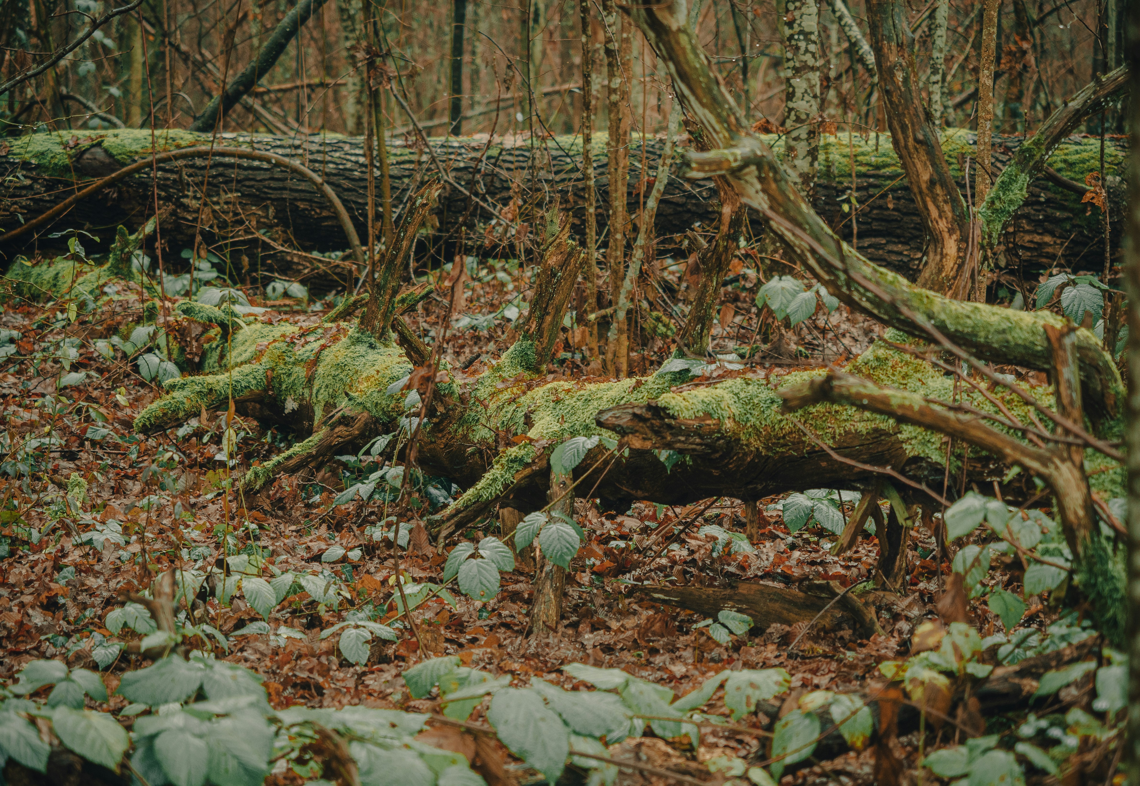 Between our Steps: Job's Answer