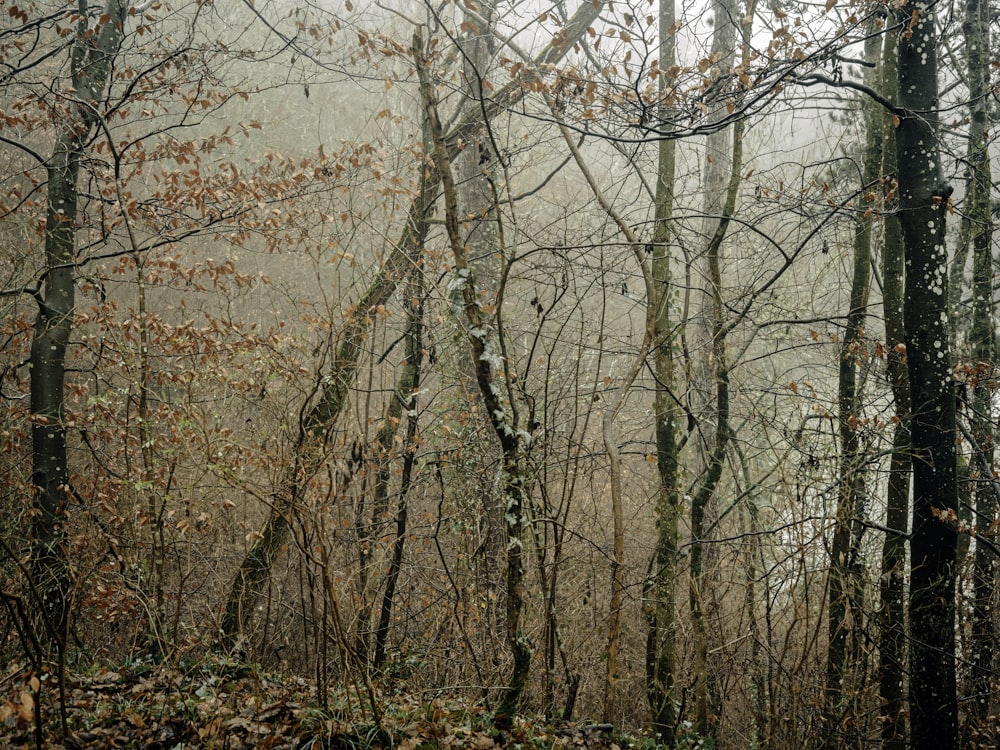 a forest with bare trees