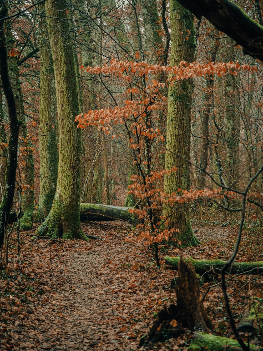 a path through a forest