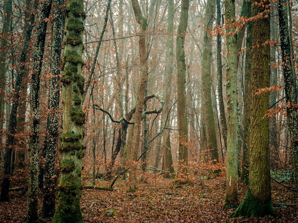 a forest with trees