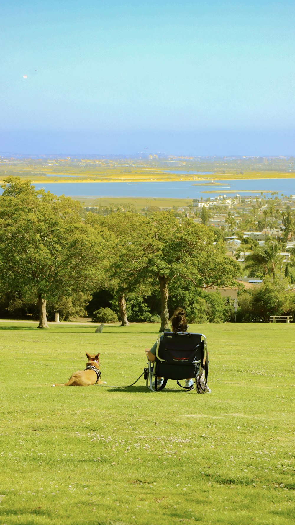 a person in a wheelchair looking at a dog in a park