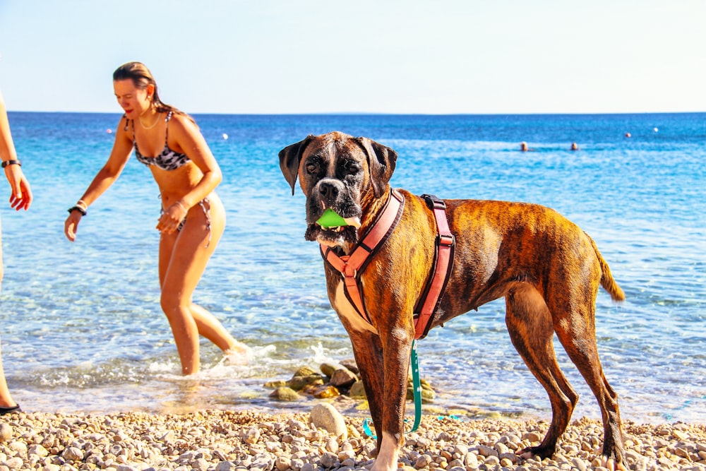 a person walking a dog on a beach