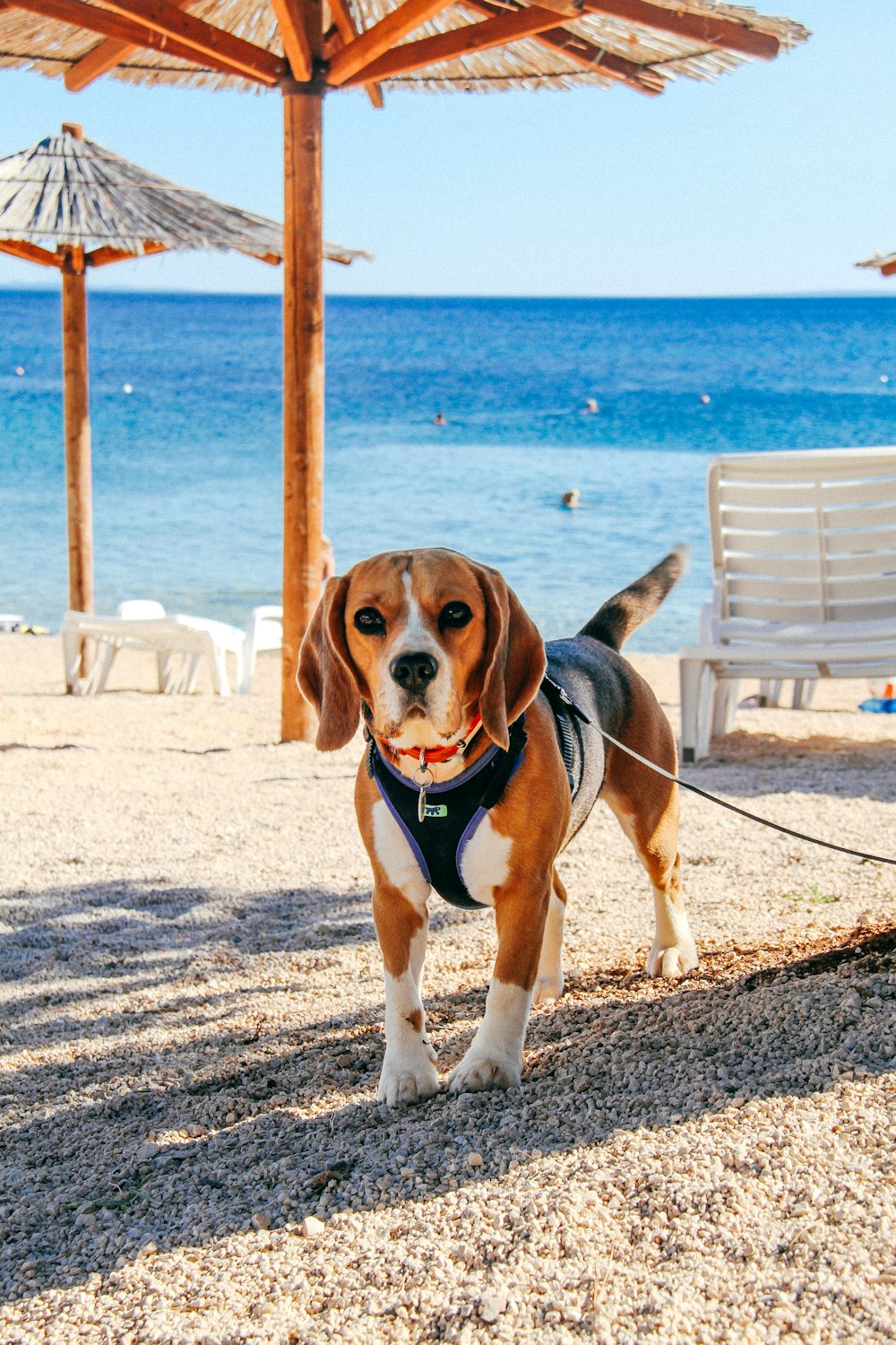 a dog on a leash on a beach