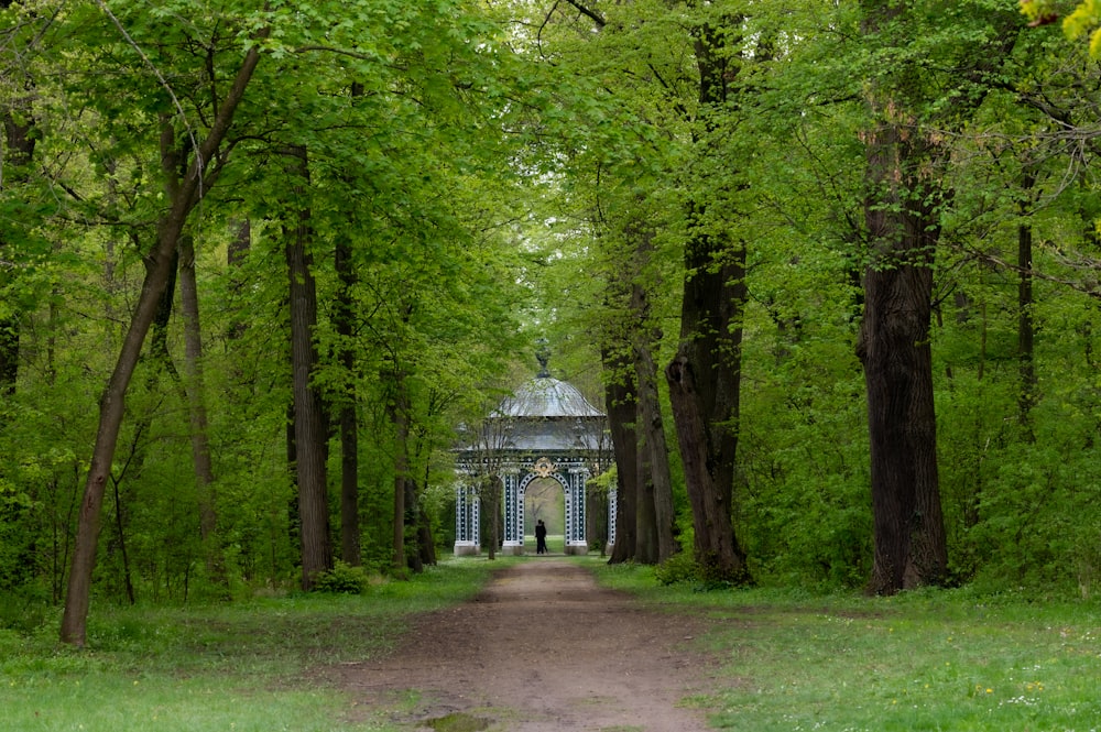 a path through a forest