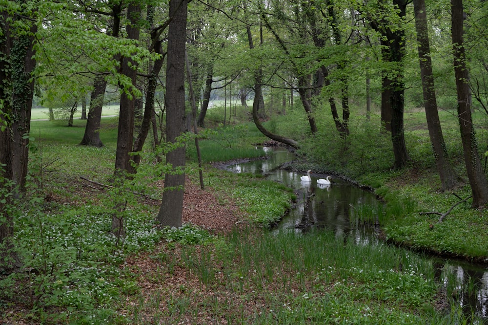 a small stream in a forest