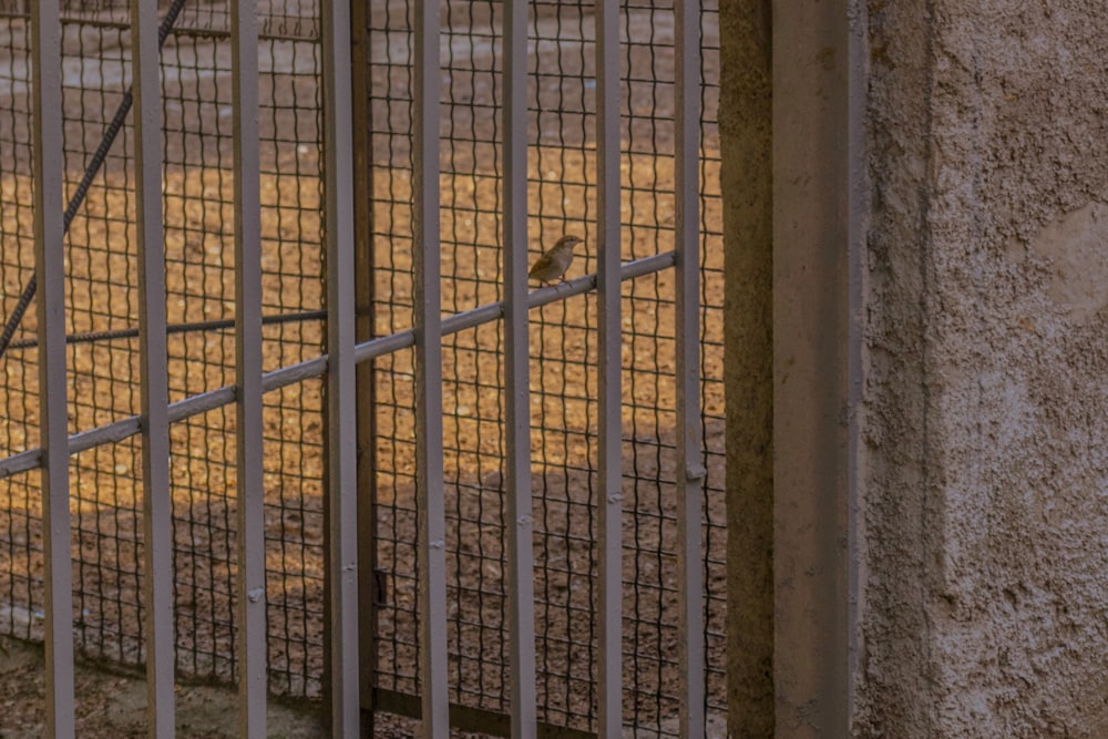 a bird in a cage