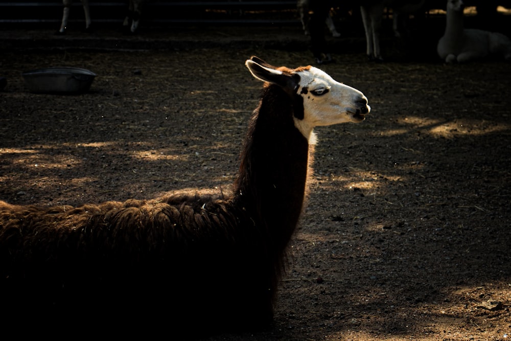 a brown and white animal