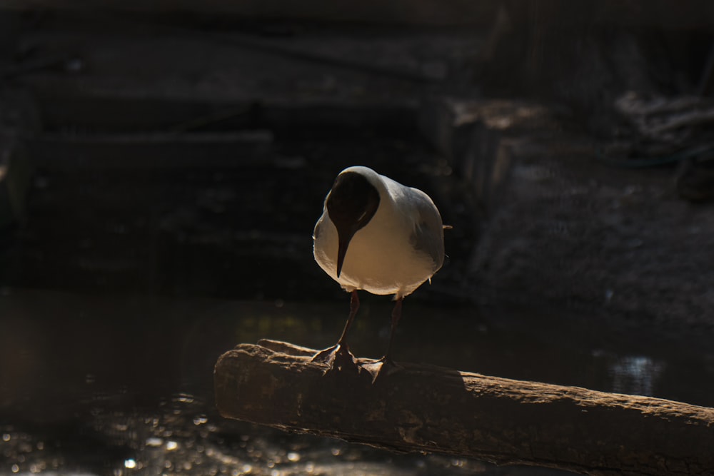 a bird standing on a rock