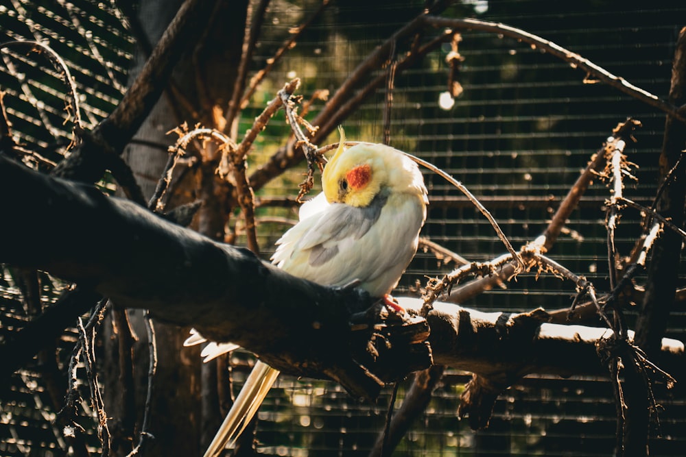 a bird sitting on a tree branch