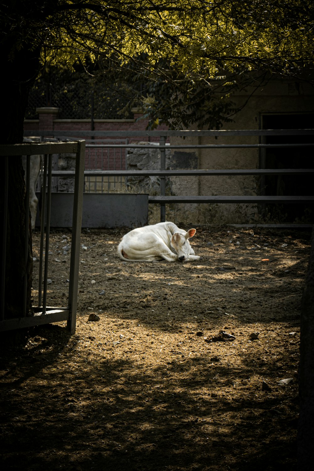 a white dog lying on the ground