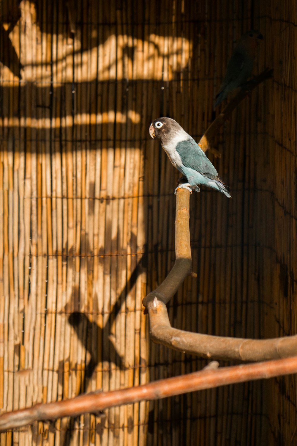 a bird perched on a branch