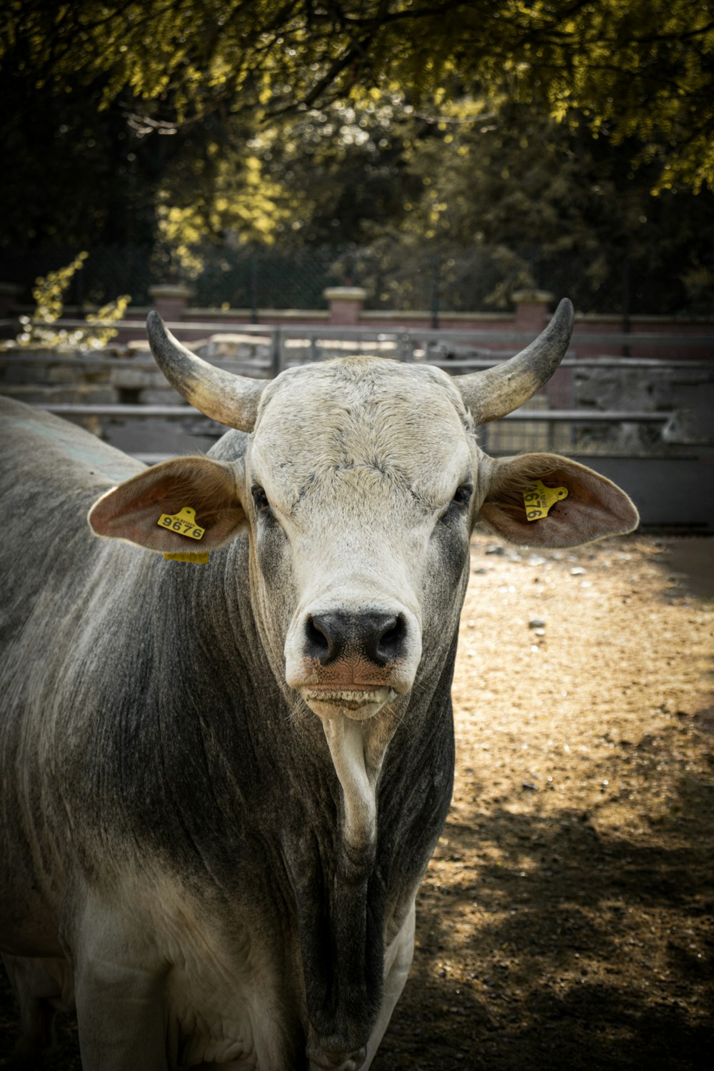 a cow with a yellow tag